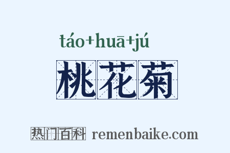 桃花菊是什么意思的图片